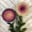 Wonderland Yarns Blossoms - Fingering wt