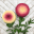 Wonderland Yarns Blossoms - Fingering wt