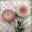 Wonderland Yarns Blossoms - Fingering wt